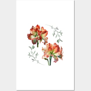 Amaryllis Blooms Posters and Art